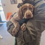 631536236_1355647506560152_709259936693081768_n Puppy Health! - Kettering Vets