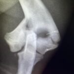 657587688_1390246599766909_8030697341406849978_n Hugo the Frenchie's Y Fracture Repair! - Kettering Vets