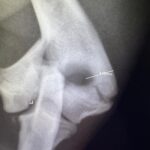 659207455_1390246626433573_8972252228350126465_n Hugo the Frenchie's Y Fracture Repair! - Kettering Vets