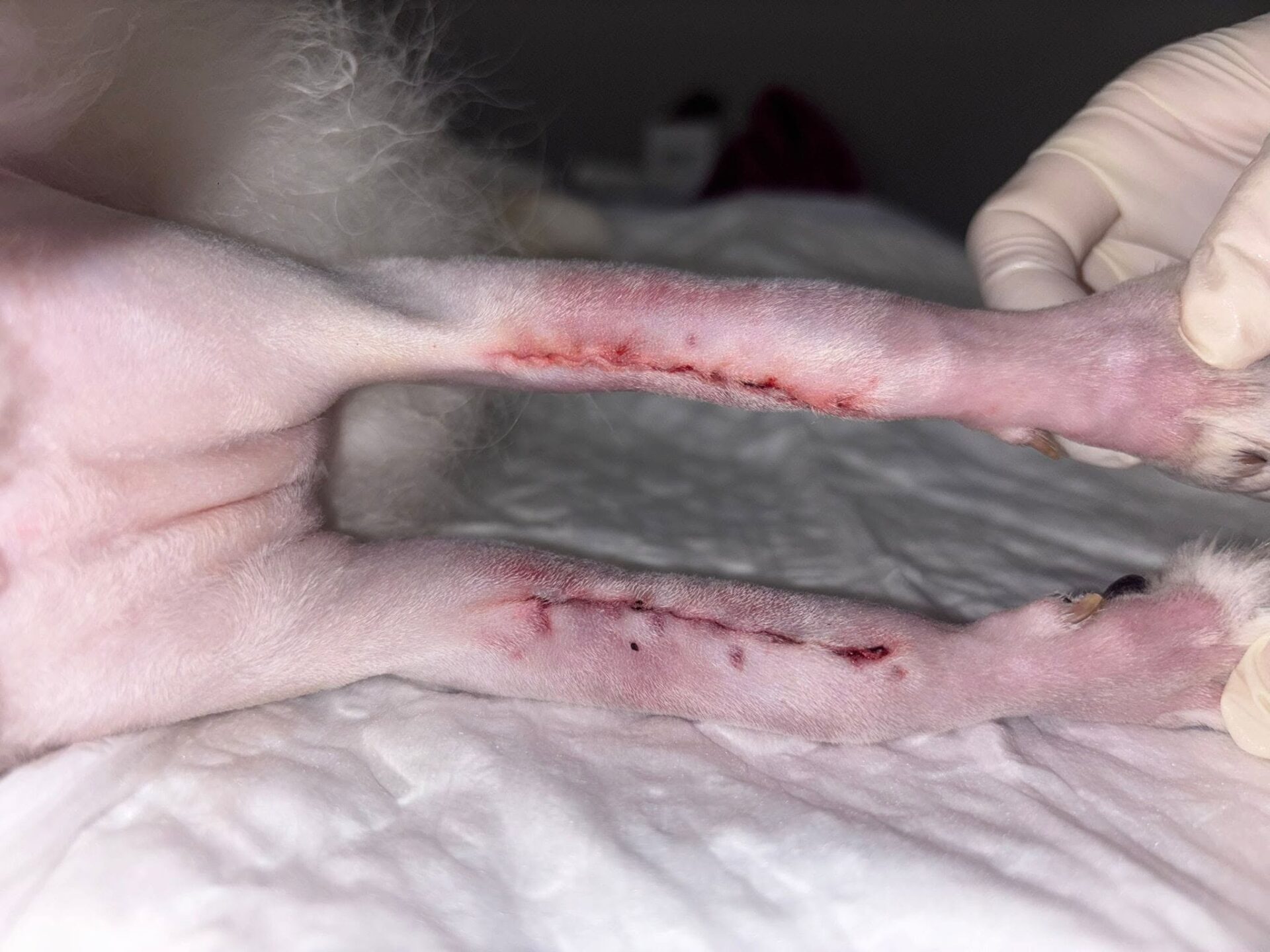 652909700_1384042300387339_7510849198146930290_n fracture repair