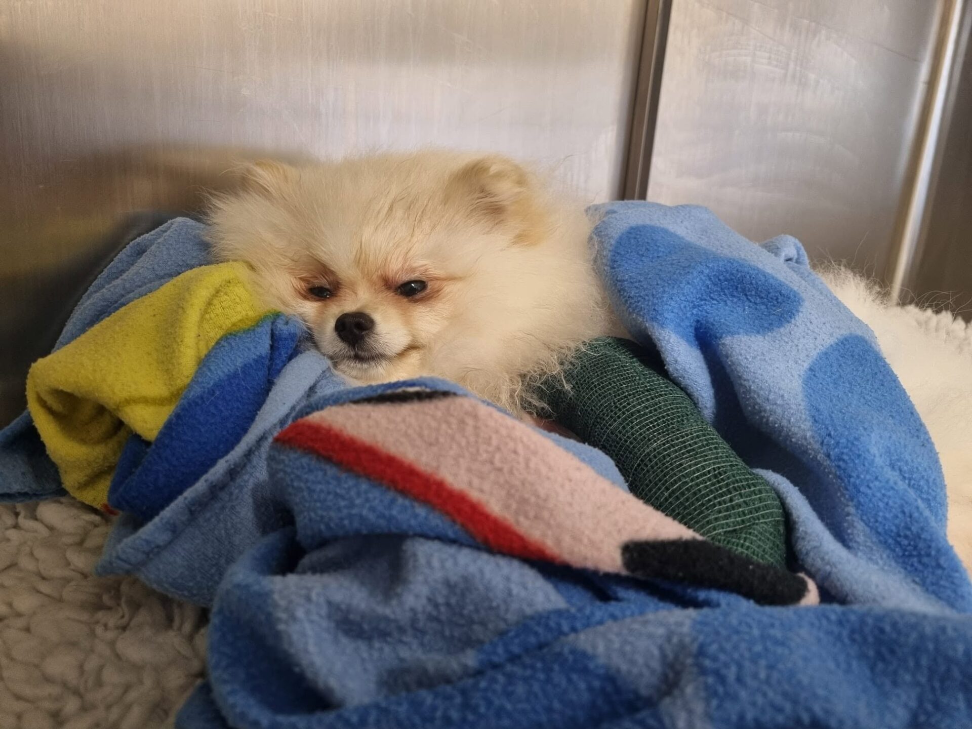 653698479_1384042423720660_4538569585954994027_n Missy's Bilateral Leg fracture journey - Kettering Vets