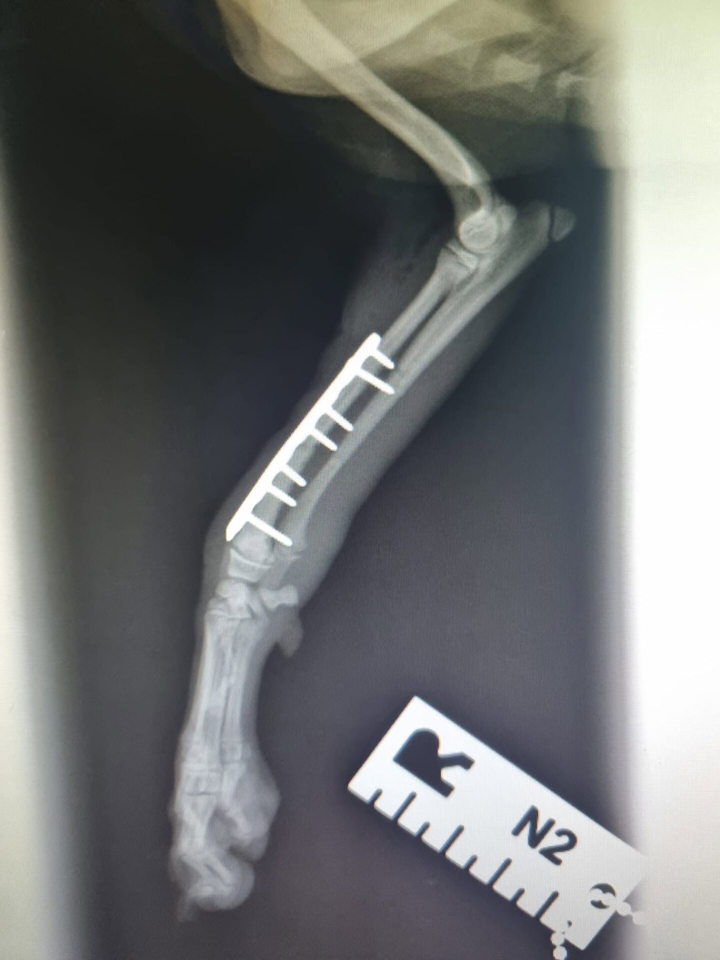 xray xray
