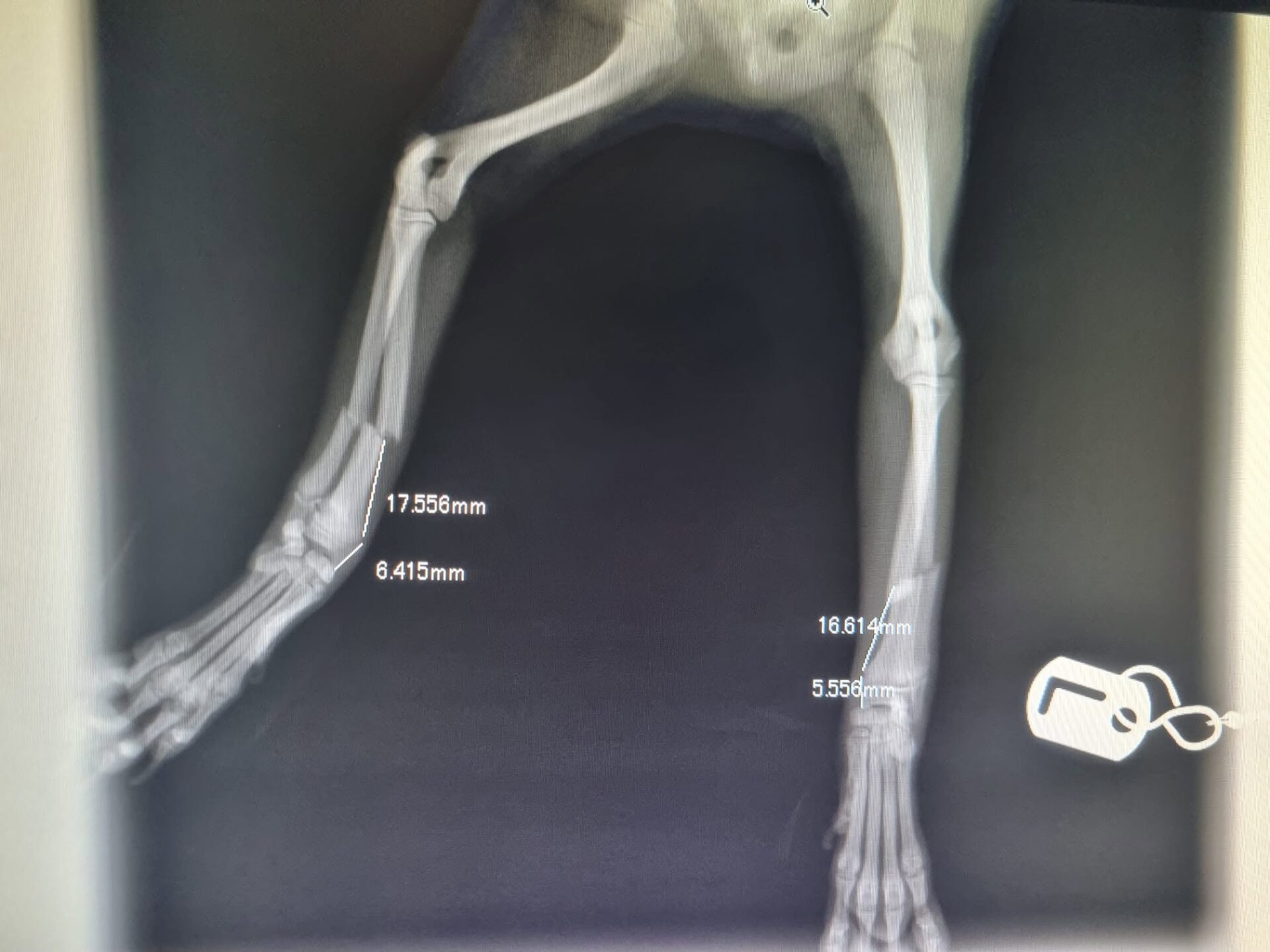 653703819_1384042403720662_5472087811740720914_n xray