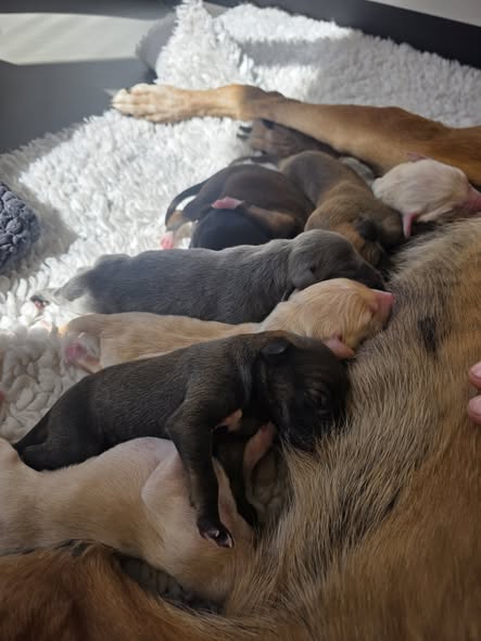 707678711_1442547137870188_4184481730917056097_n Sarabi & her litter π - Kettering Vets