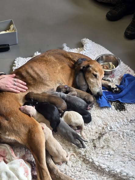 707912465_1442547041203531_375517694507851701_n Sarabi & her litter