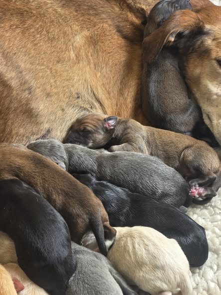 708428796_1442547171203518_924990878532657182_n Sarabi & her litter π - Kettering Vets