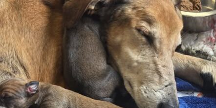 709636444_1442547091203526_8620272530695227841_n Sarabi & her litter