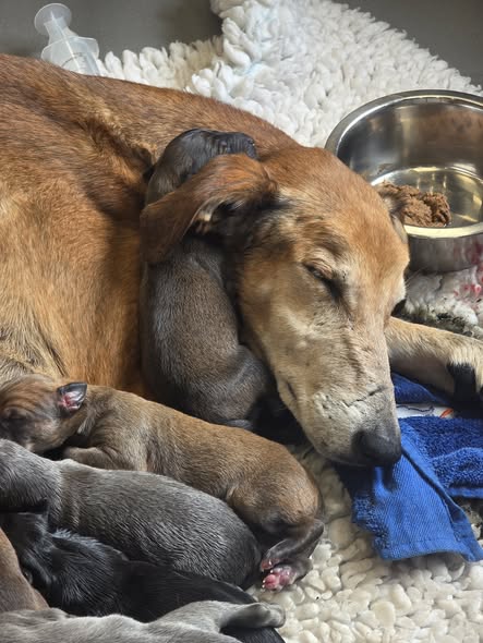 Sarabi & her litter