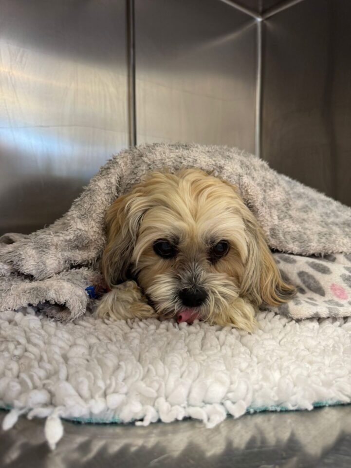 717477783_1449003153891253_2391475802071961857_n Bladder stones