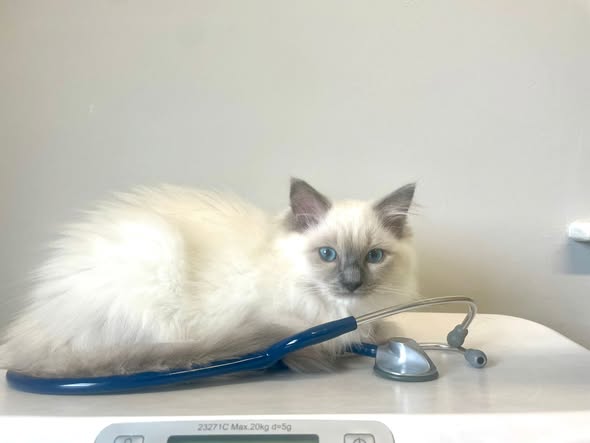 722384697_1455220583269510_5444950774927281548_n general health check