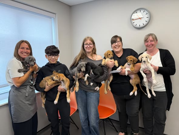 733746987_1471492438308991_3190158409477904114_n Sarabi puppies
