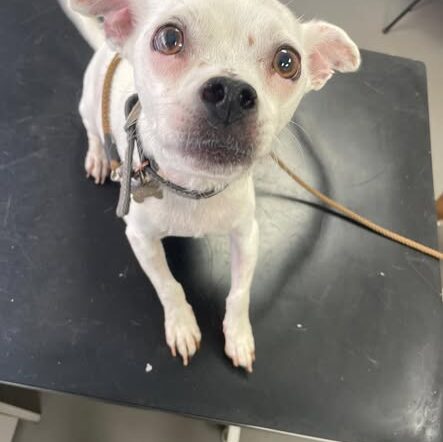 superstar patient