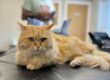 Pumpkin’s annual health check!