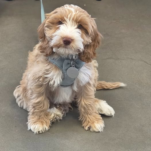 Sweet little Olive came to visit us!